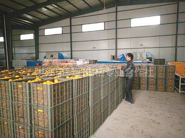 合作社商品化处理基地