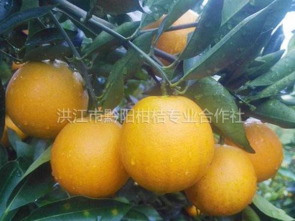 黔阳冰糖橙成品