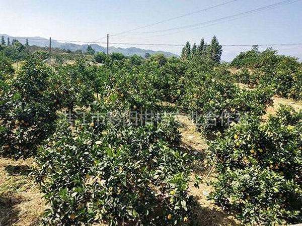 果园基地风貌