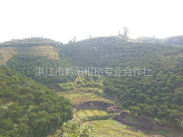 果园基地风貌