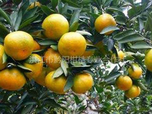 甜！黔阳冰糖橙节即将开幕邀您品尝“橙之极品”