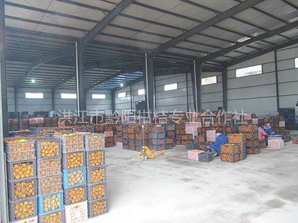 合作社商品化处理基地