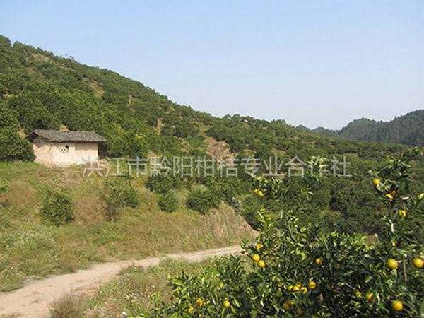 果园基地风貌