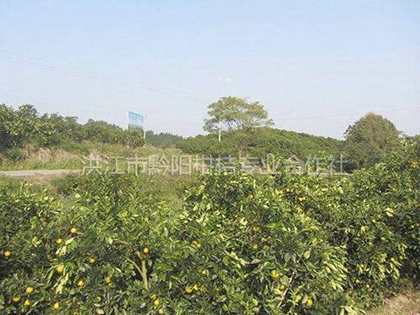 果园基地风貌