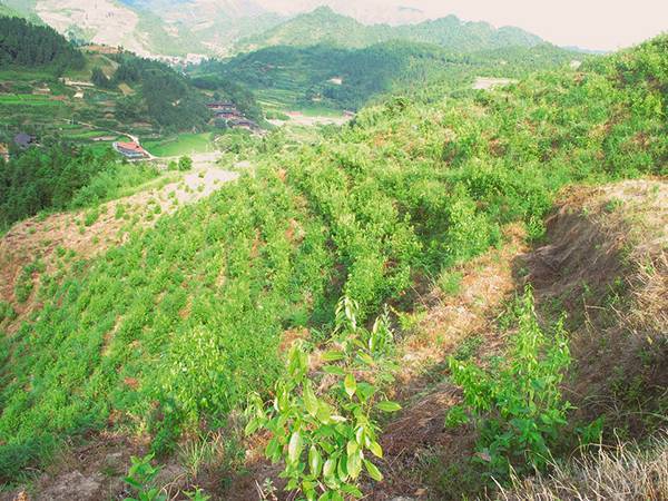 甜茶基地