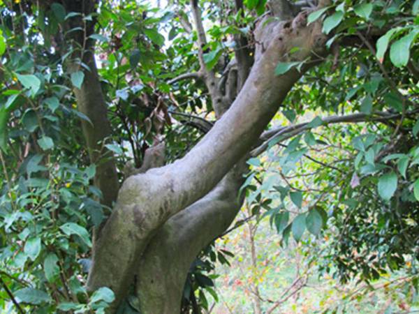 百年野生甜茶母树