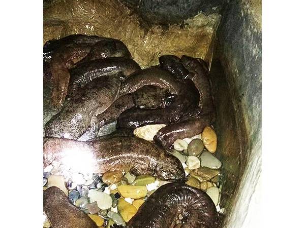 大鯢養殖池