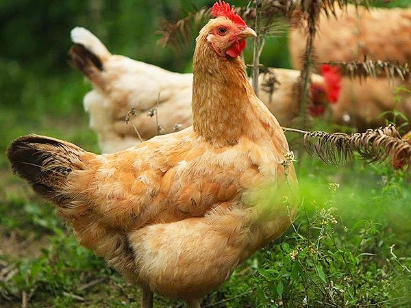 避免喂料浪费的方法