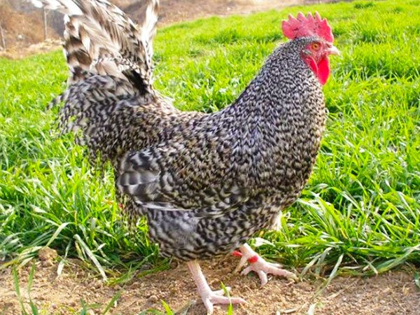 养鸡场常见细菌性疾病防控