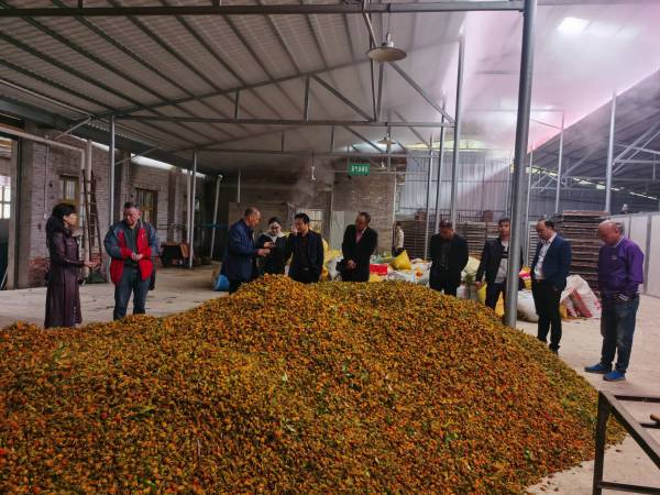 湖南中医药高等专科学校来沙塘乡调研指导黄栀子产业发展