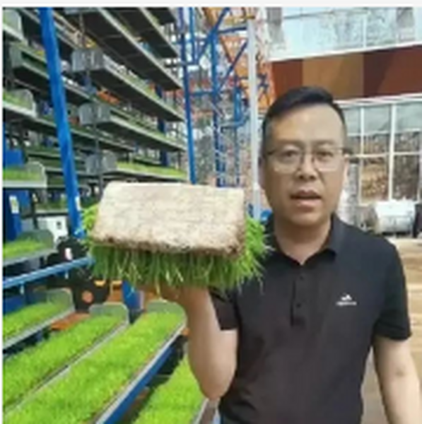 循環運動式育苗10天育秧效果