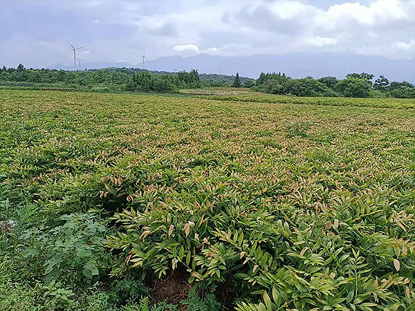 玉竹种植基地