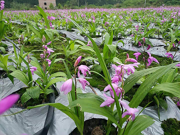 白芨基地