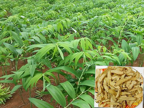 玉竹種植