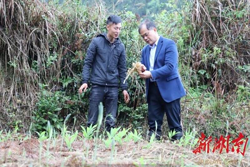 肖深根教授带领专家团赴溆浦指导企业春耕复产