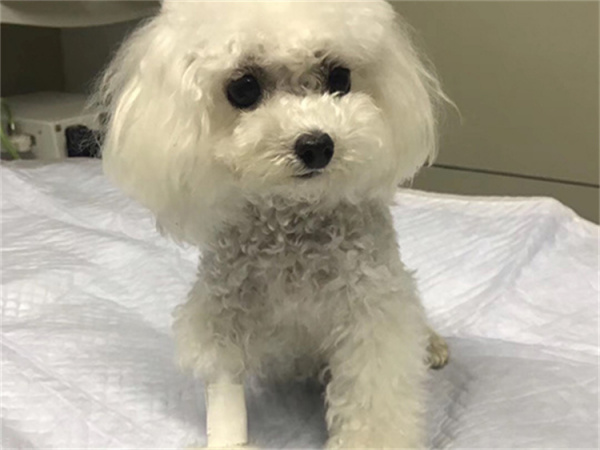 狗的高血脂症