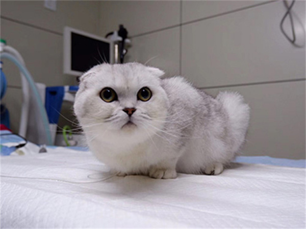 给猫猫剪趾甲的正确方法