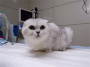 猫剖腹产