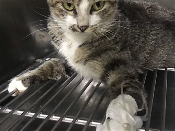 钛合金“猫腿”