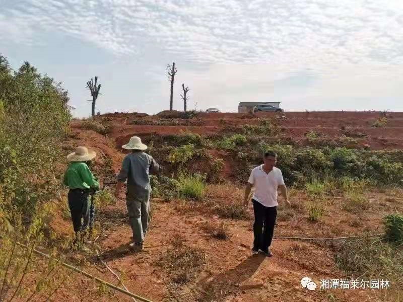 湘潭福莱尔园林,福莱尔园林,湘潭园林景观设计,湘潭茶花,湘潭桂花,湘潭黑松