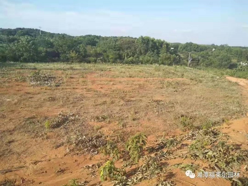 湘潭福萊爾園林,福萊爾園林,湘潭園林景觀設(shè)計(jì),湘潭茶花,湘潭桂花,湘潭黑松