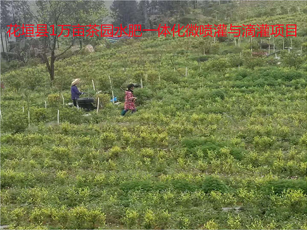 花垣县1万亩茶园水肥一体化微喷灌与滴灌项目