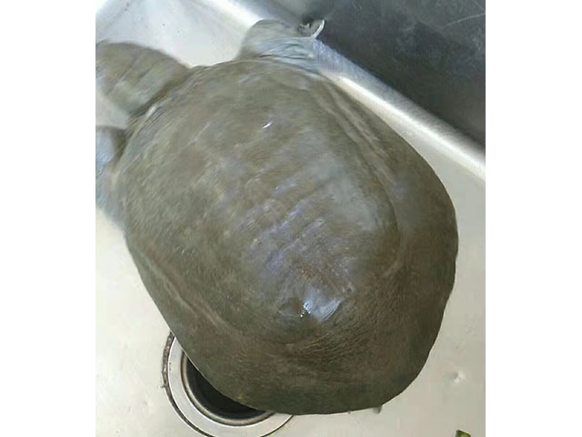 甲鱼