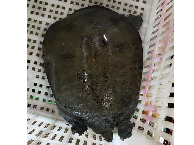 七年甲鱼