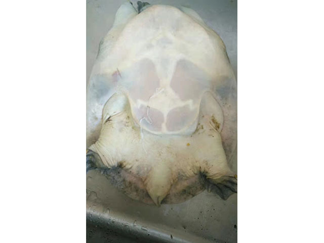 甲鱼