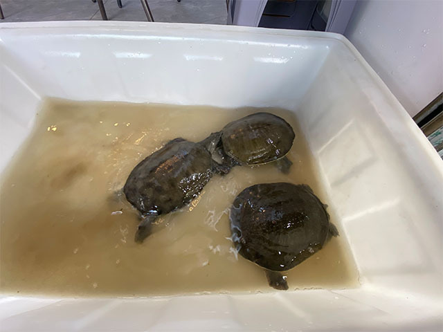 甲鱼