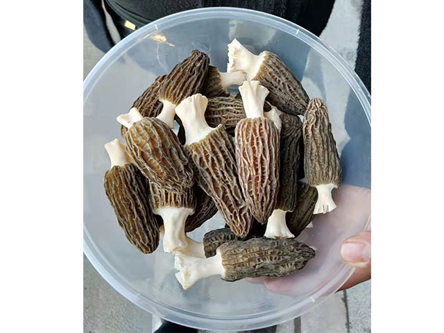 羊肚菌