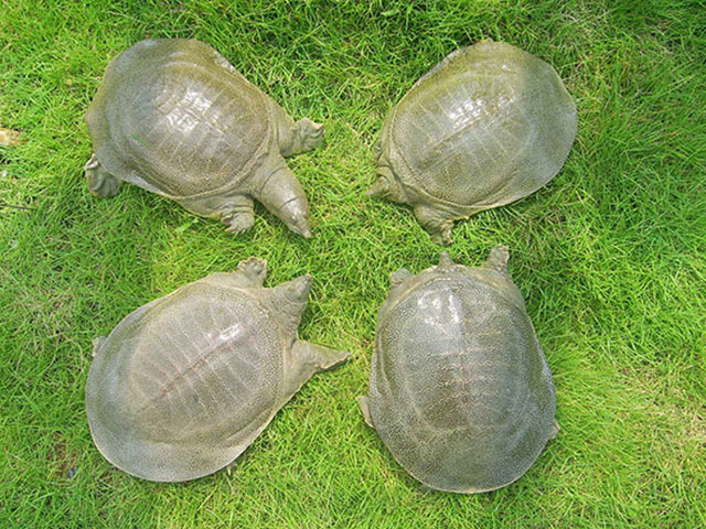 生态甲鱼