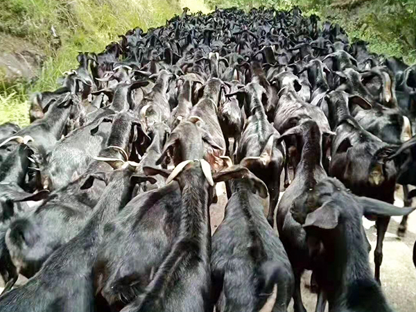 为什么要食用黑山羊