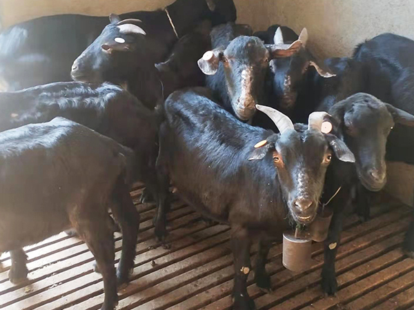 黑山羊的营养价值