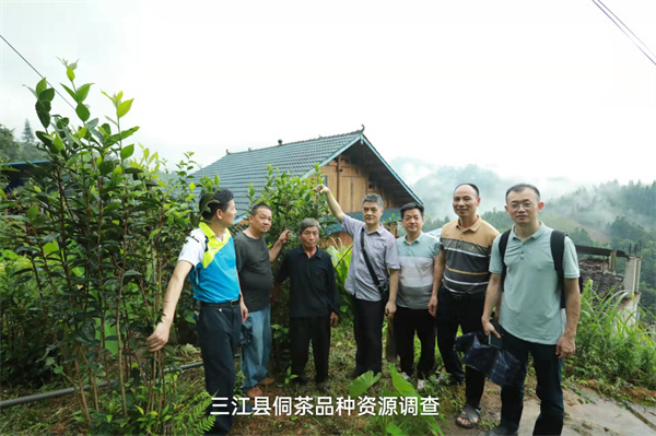 2022年6月28日--6月30日，茶叶知名专家朱旗教授率湖南陆羽茶叶咨询团队调研广西三江县侗茶资源、民间制作。