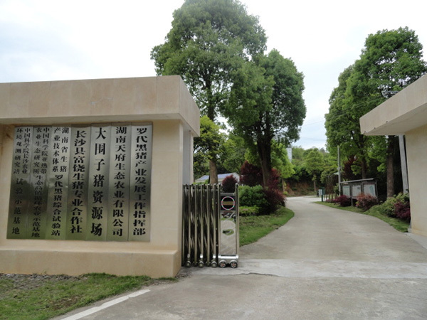 1_0004_湖南省长沙县大围子猪种质资