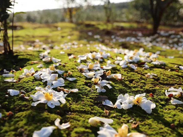 山茶花