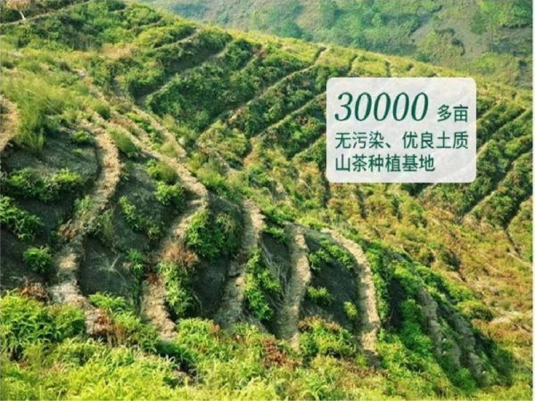 山茶种植基地