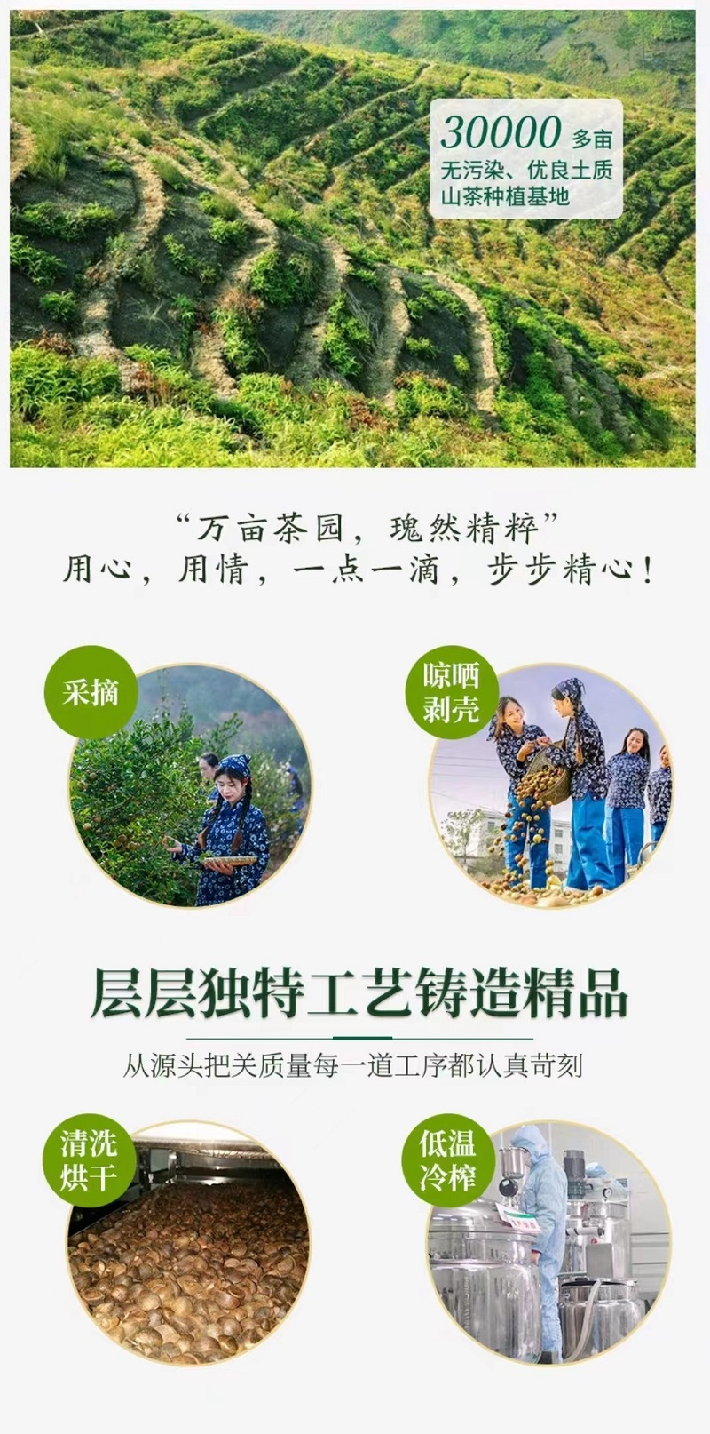 山茶种植基地