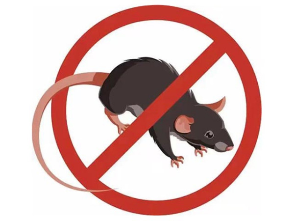 為什么說老鼠吃了鼠藥怎不見有死鼠呢？