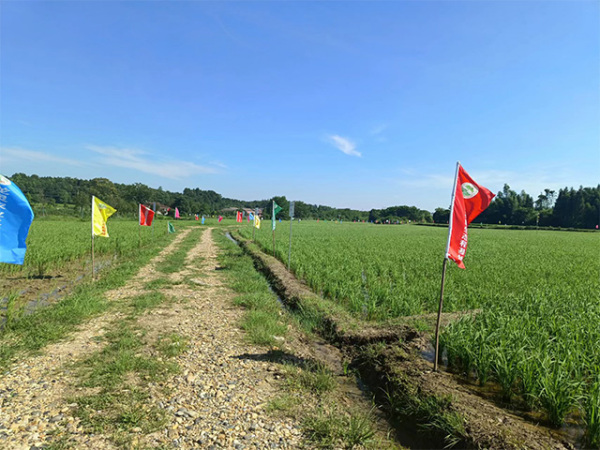 超泰稻基地