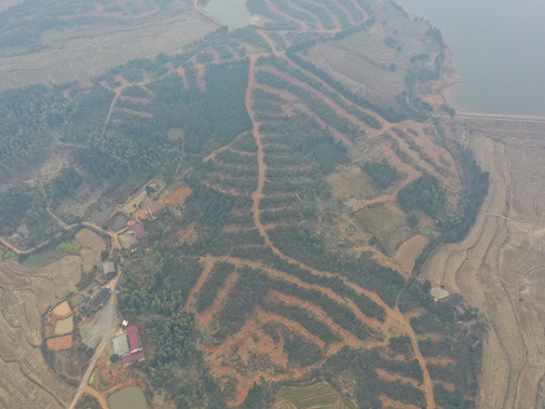 低改油茶基地