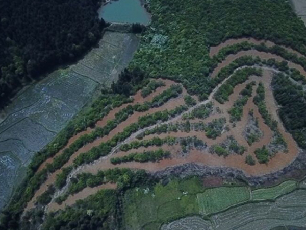 低产生态油茶林带状更新项目示范基地