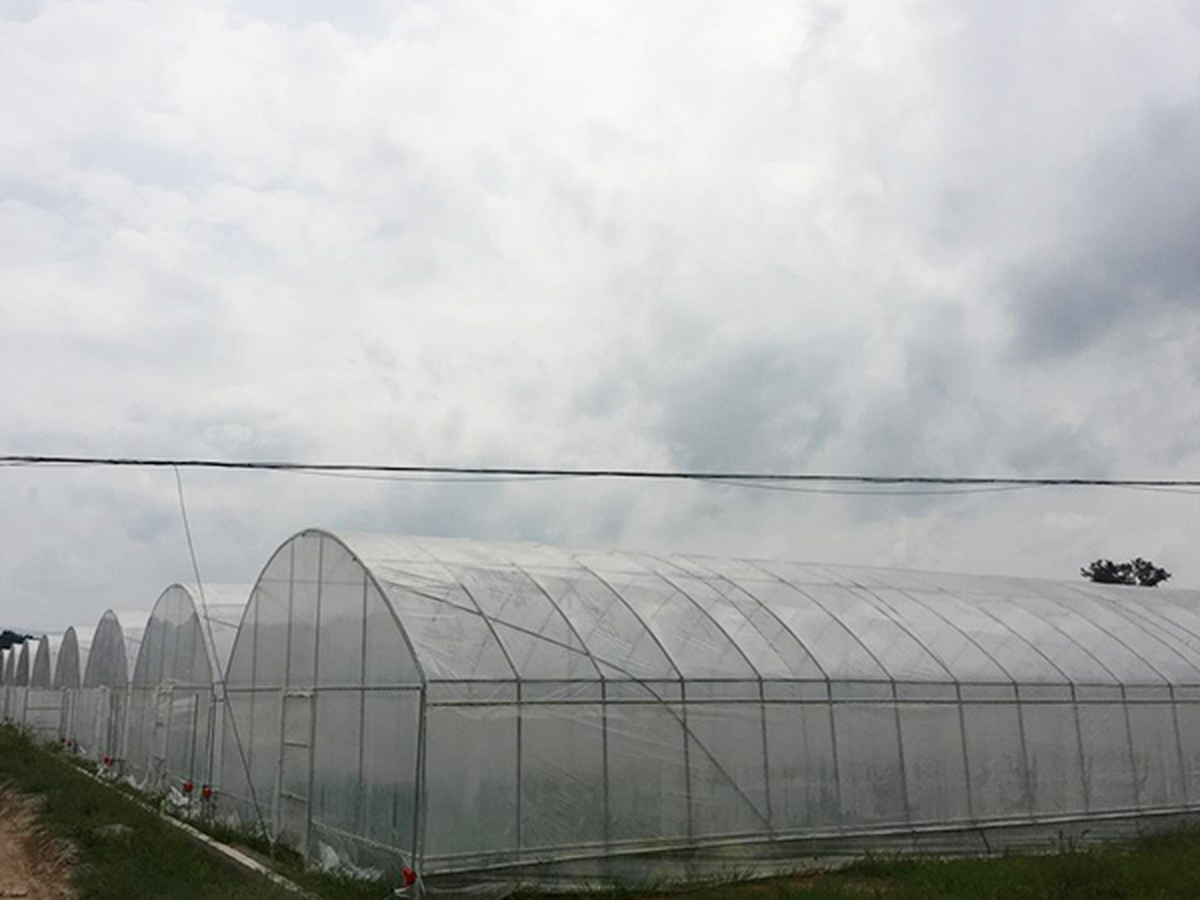 连栋温室的薄膜日常如何维护