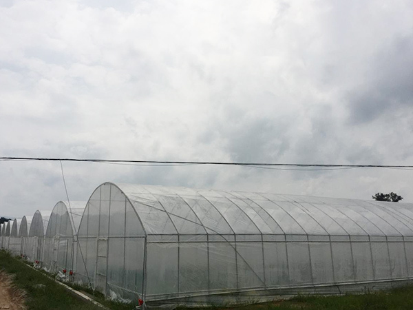 单体圆拱温室大棚