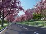 樱花大道