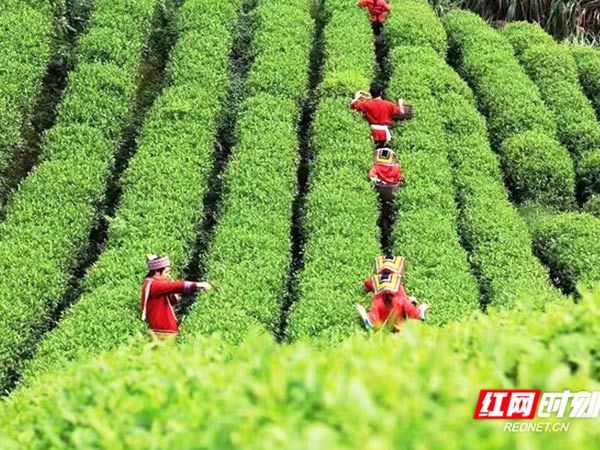 全国人大代表赵春梅：情系乡亲兴产业