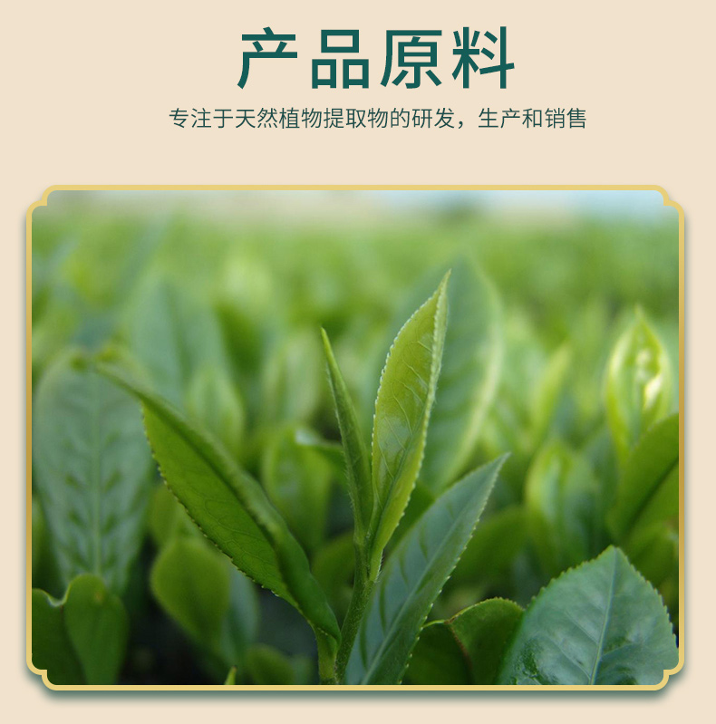 詳情精華版-綠茶提取物EC98%_03