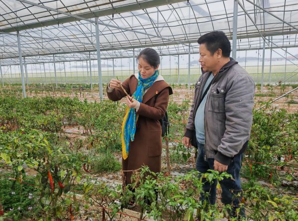 湖南化工研究院植保专家到安南村开展辣椒病虫害防治实用技能培训