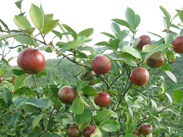 热烈祝贺桃源县金虹茶油有限公司成立！